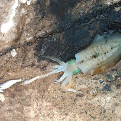台風が来る前にエギング